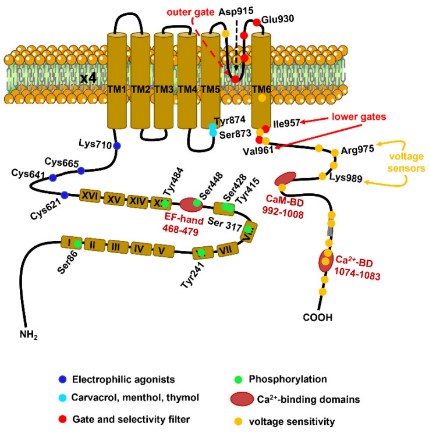 Molecular architecture of the human TRPA1 (hTRPA1) channel protein.jpg